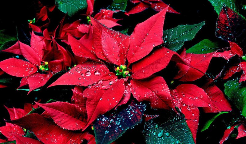 Poinsettia Flowers with Water Droplets — Red
