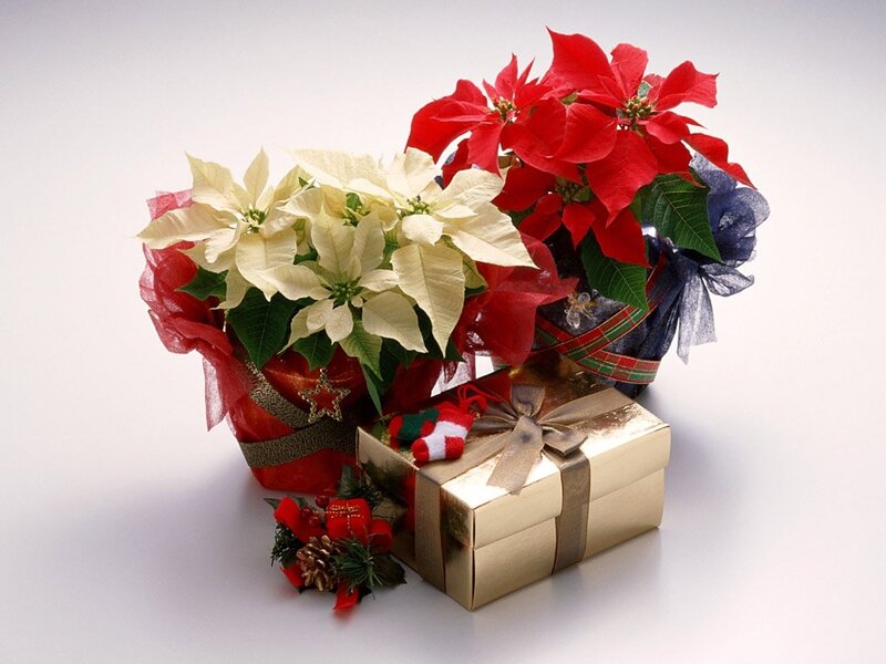Poinsettia Gift Arrangement