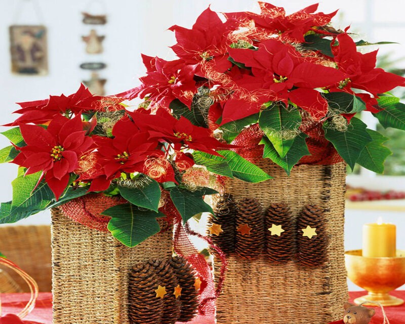 Poinsettia in Basket — Red