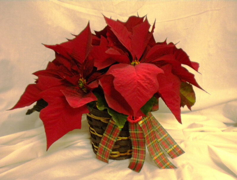 Poinsettia in Basket