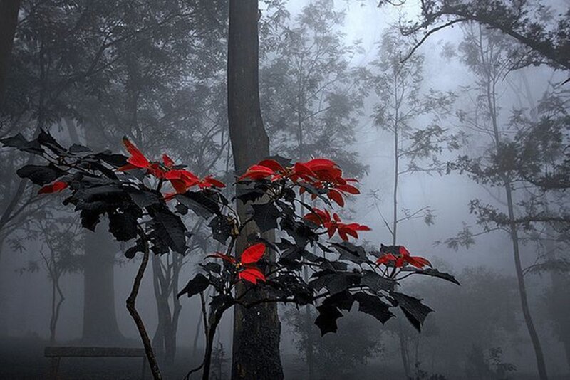 Poinsettia in Fog — Red