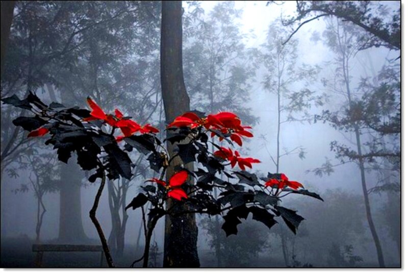 Poinsettia in Fog