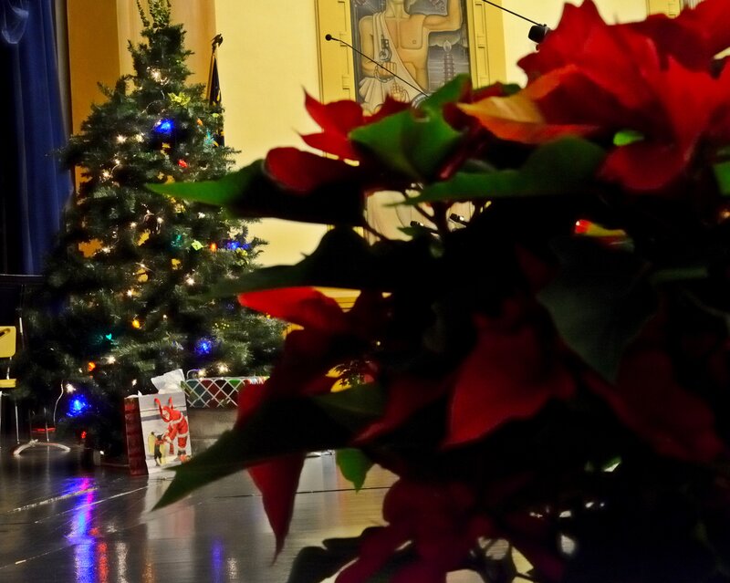 Poinsettia in Front of Tree