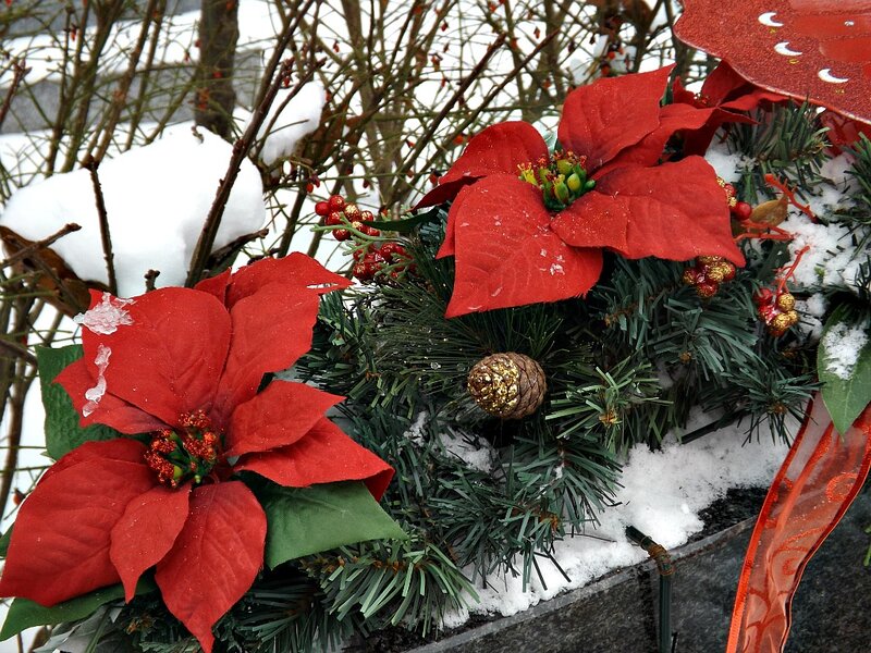Poinsettia in Snow — Red