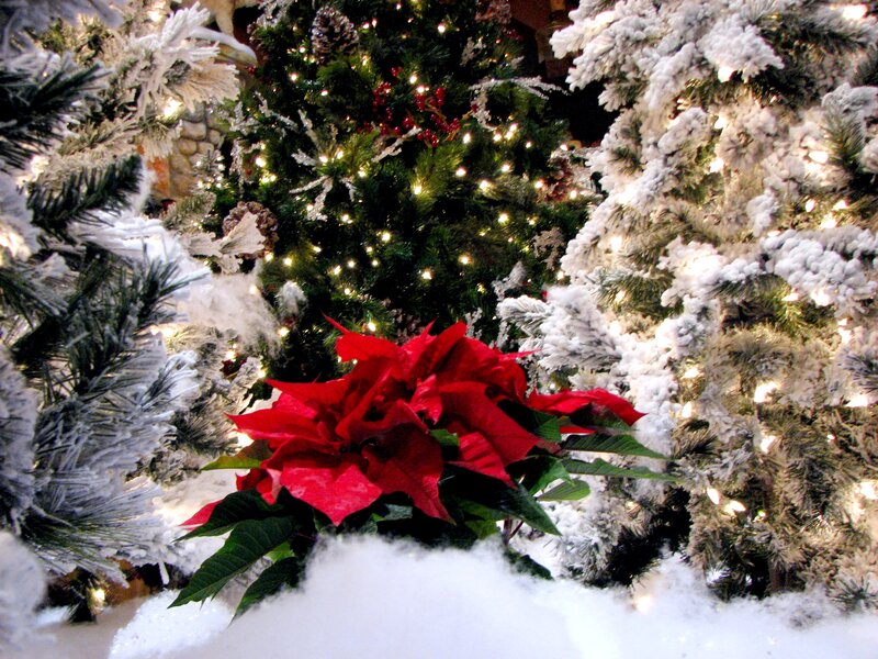 Poinsettia in Snow