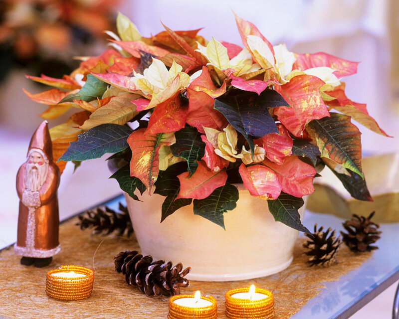 Poinsettia Plant Arrangement — Red, Festive, Autumn