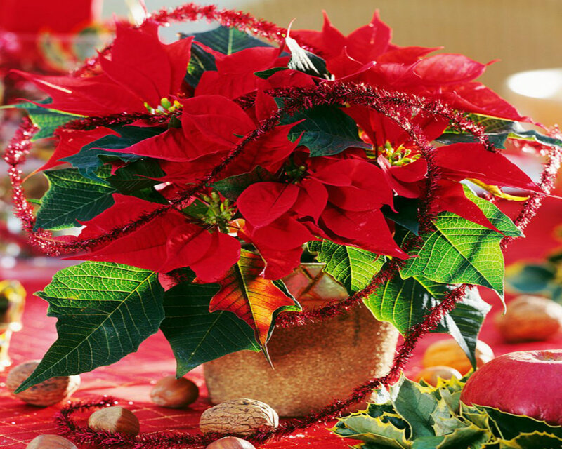 Poinsettia Plant Arrangement — Red, Festive