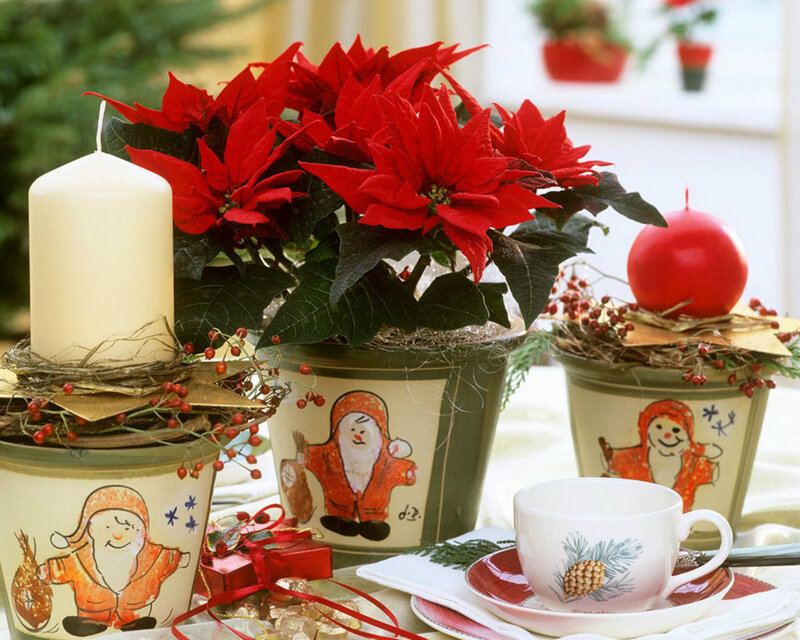 Poinsettia Plant Arrangement — Red