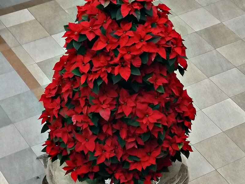 Poinsettia Plant Arrangement