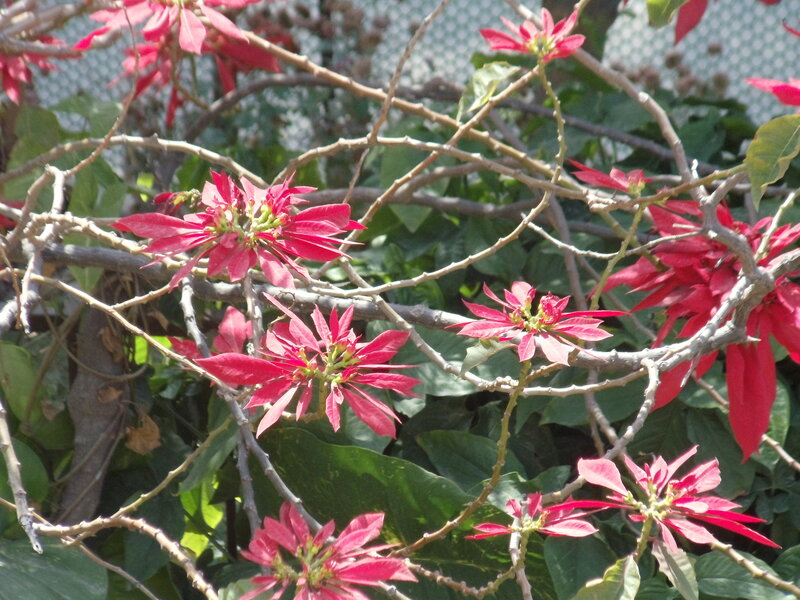 Poinsettia Plant Branches