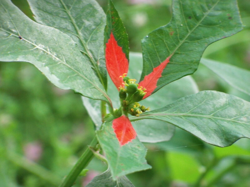 Poinsettia Plant — Green