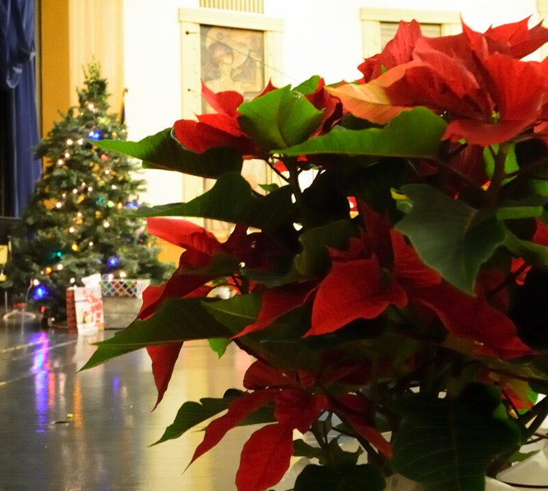 Poinsettia Plant in Foreground