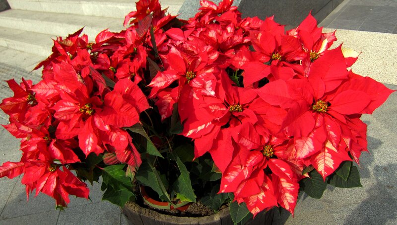 Poinsettia Plant in Pot — Red, Bright