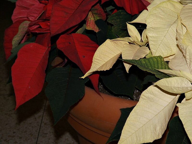 Poinsettia Plant in Pot — Red, Calm, Photograph