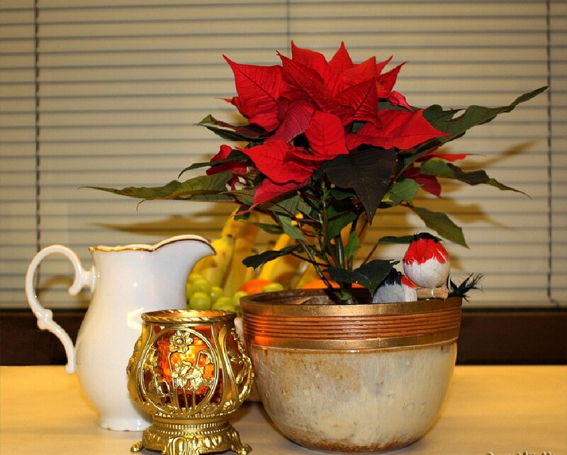 Poinsettia Plant in Pot — Red, Calm