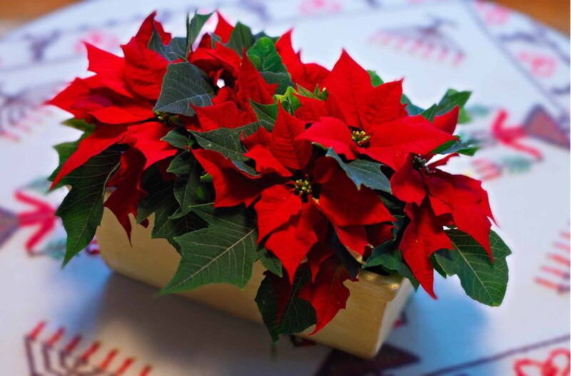Poinsettia Plant in Pot — Red, Festive, Winter, Photograph, Tablecloth