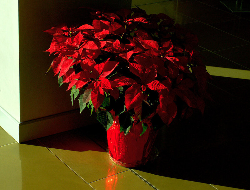 Poinsettia Plant in Pot — Red