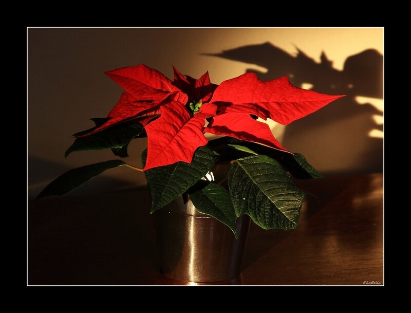 Poinsettia Plant in Pot