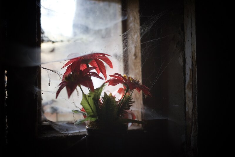 Poinsettia Plant in Window