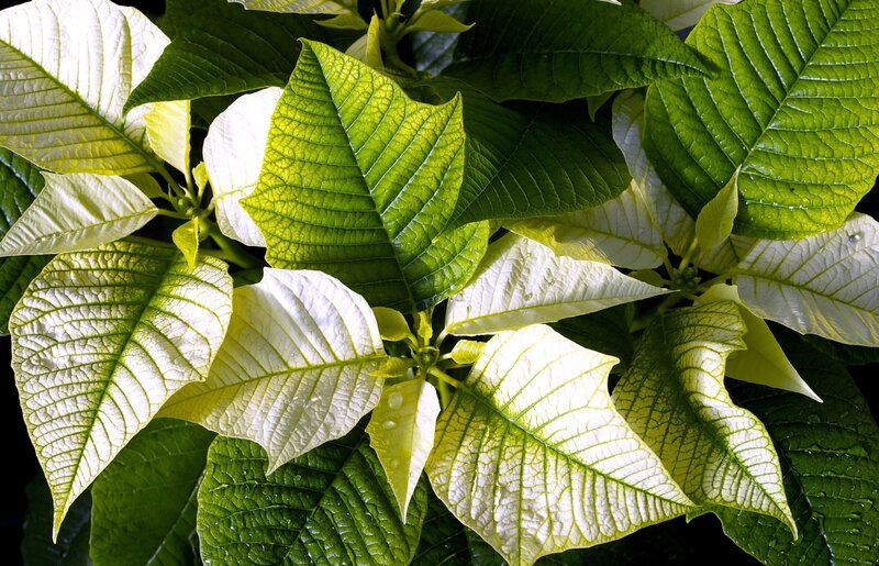 Poinsettia Plant Leaves — Green