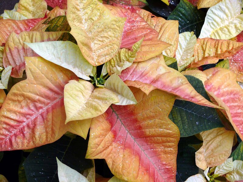 Poinsettia Plant Leaves