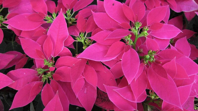 Poinsettia Plant — Magenta