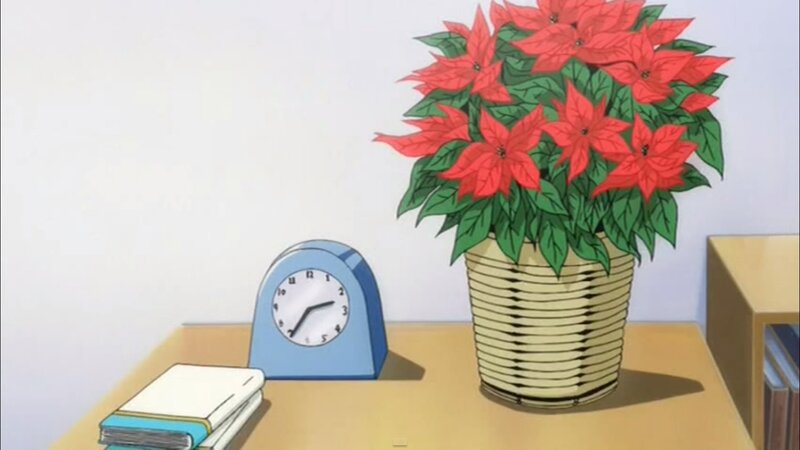 Poinsettia Plant on Table