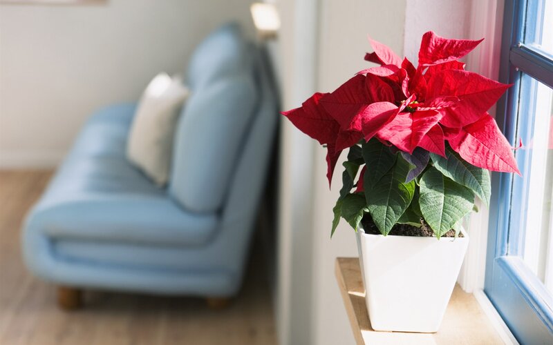 Poinsettia Plant on Windowsill — Red