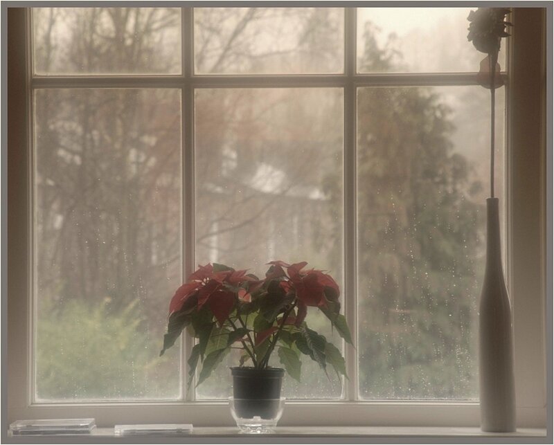 Poinsettia Plant on Windowsill