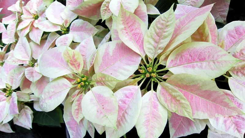 Poinsettia Plant — Pink, Calm