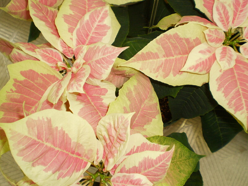 Poinsettia Plant — Pink