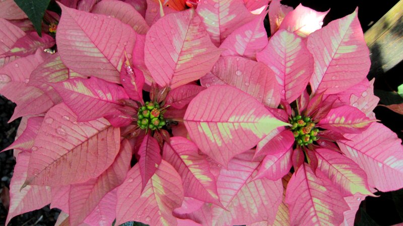 Poinsettia Plant — Pink, Vibrant