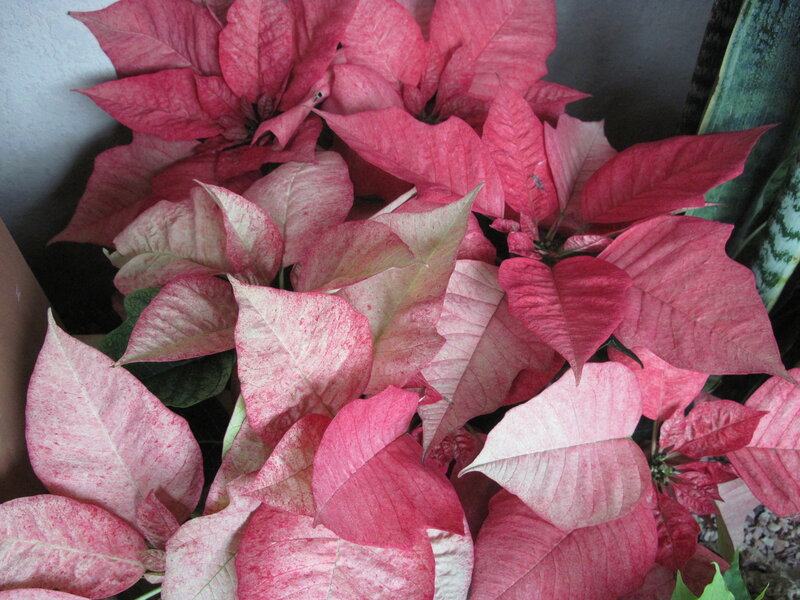 Poinsettia Plant — Red, Calm, Photograph, Leaves