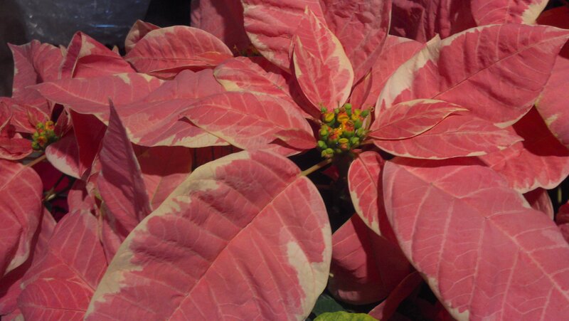 Poinsettia Plant — Red, Calm