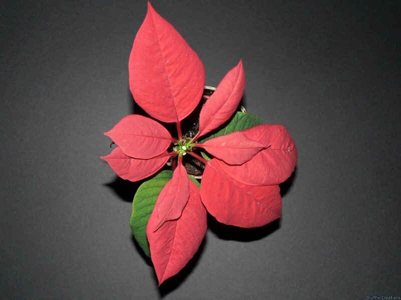 Poinsettia Plant — Red, Dramatic, Photograph, Red Bracts
