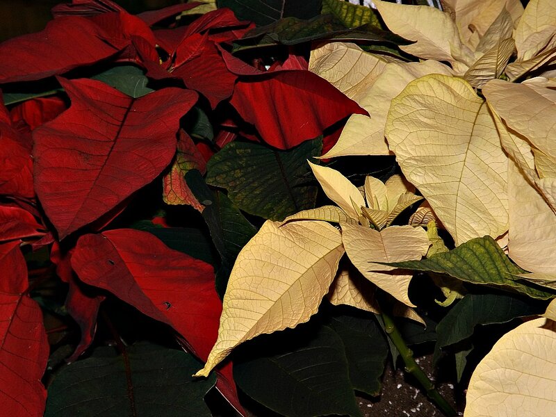 Poinsettia Plant — Red, Dramatic, Photograph