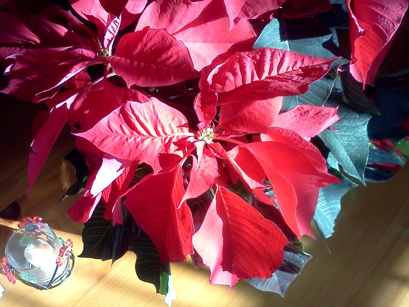 Poinsettia Plant — Red, Dramatic