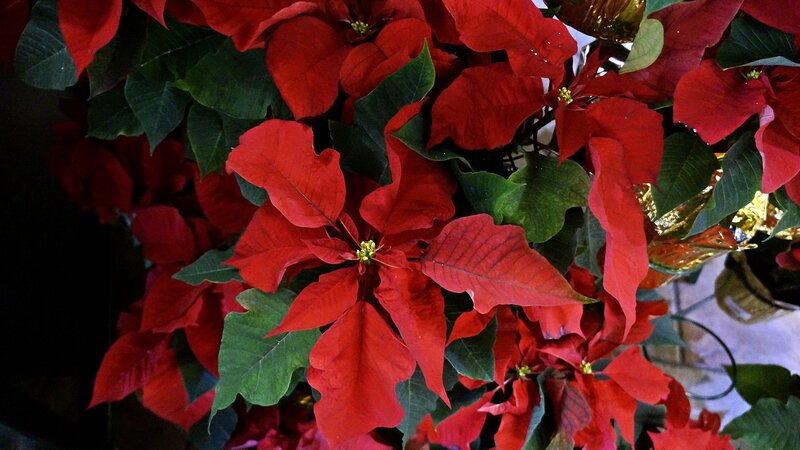 Poinsettia Plant — Red, Festive