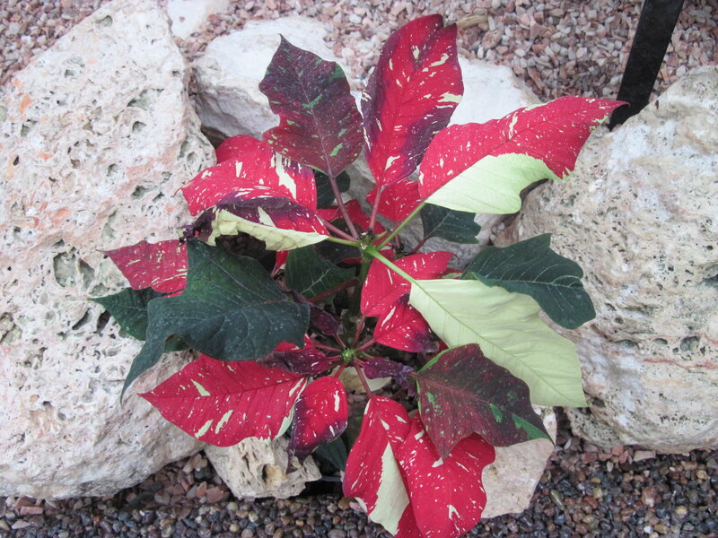 Poinsettia Plant — Red, Natural
