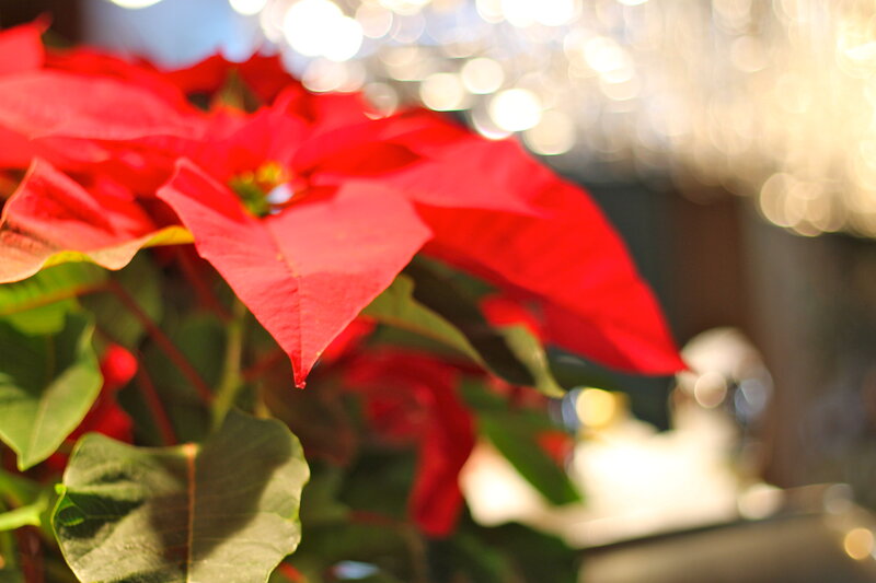 Poinsettia Plant — Red