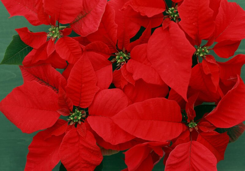 Poinsettia Plant — Red, Vibrant, Photograph, Leaves, Flowers, Green Background