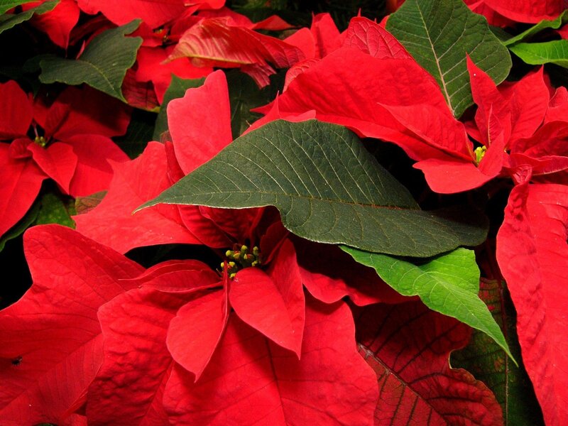 Poinsettia Plant — Red, Vibrant, Photograph, Red Bracts