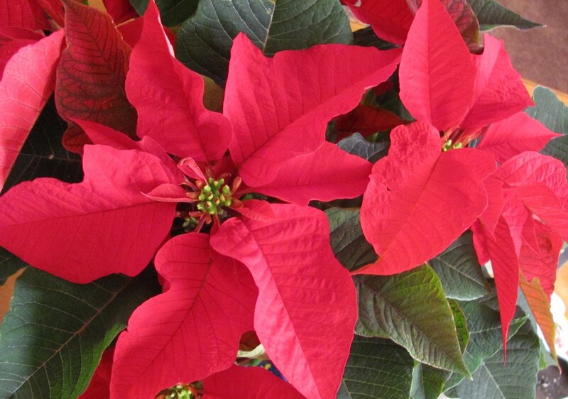 Poinsettia Plant — Red, Vibrant