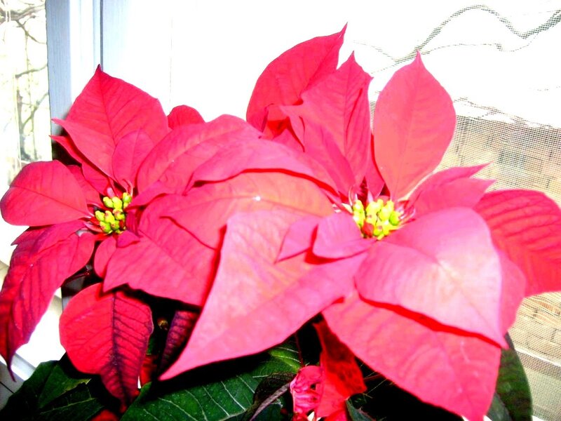 Poinsettia Plant
