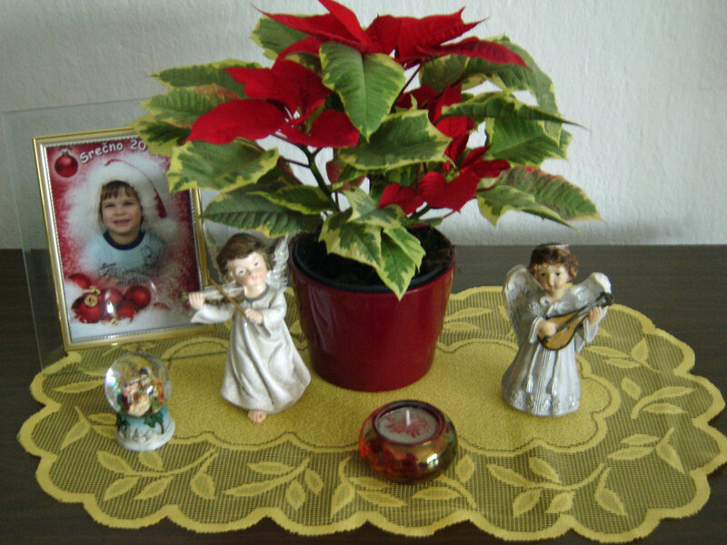 Poinsettia Plant with Angels