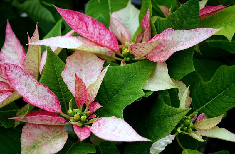 Poinsettia Plant with Bracts