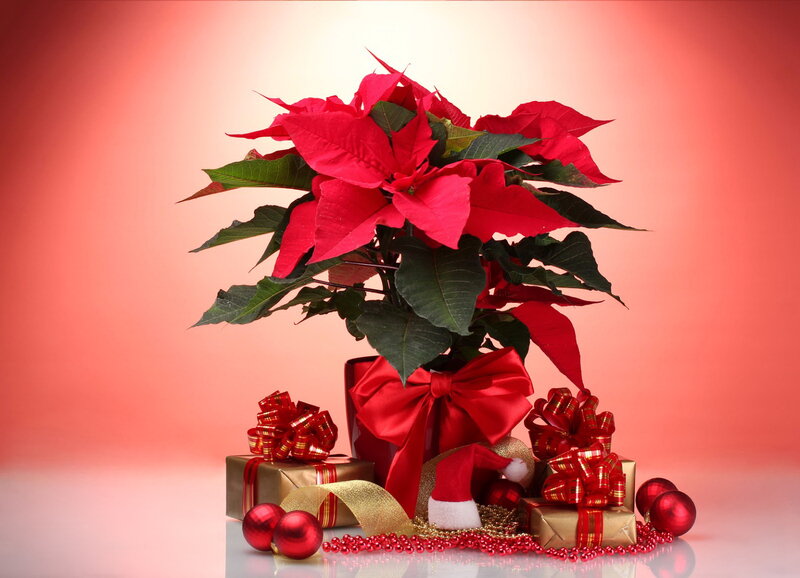 Poinsettia Plant with Gifts