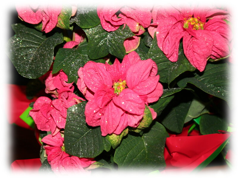 Poinsettia Plant with Leaves