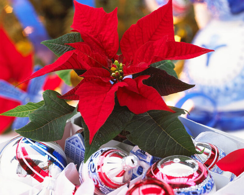 Poinsettia Plant with Ornaments — Red