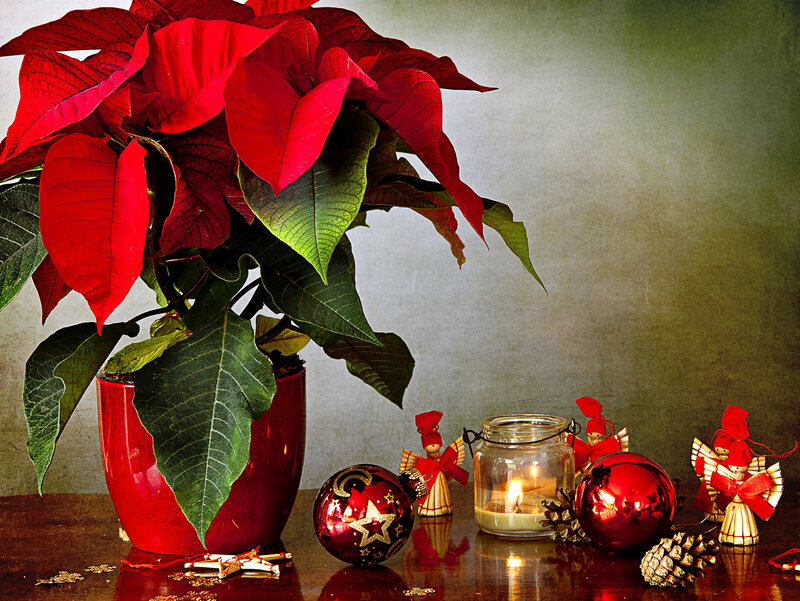 Poinsettia Plant with Ornaments